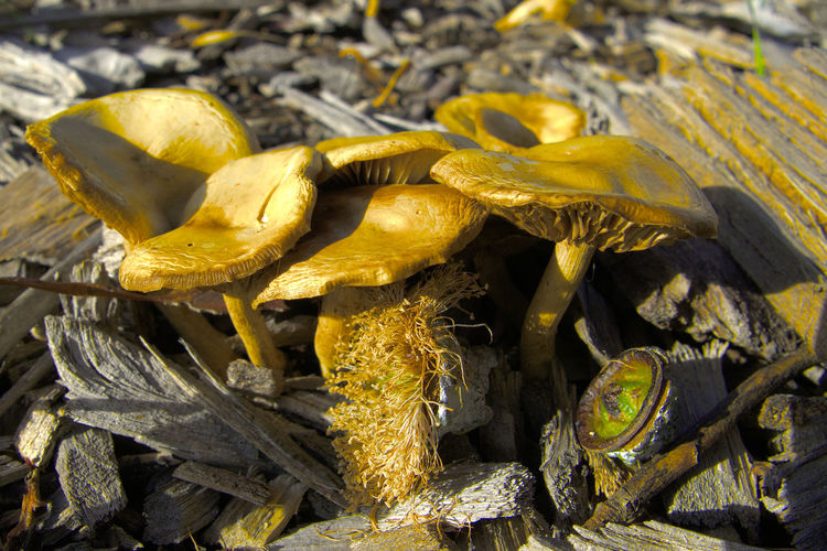 Close-up of wild mushrooms growing amidst wood chips on field