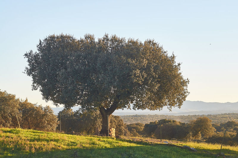 Person standing by tree on field against sky