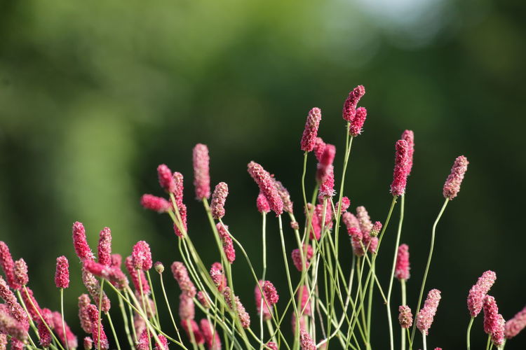 Close-up of plants against blurred background