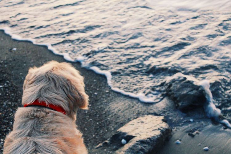 Dog watching sea