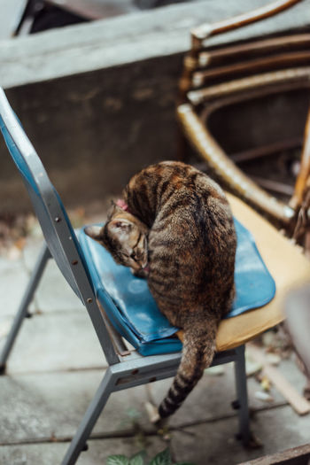 Cat sitting on chair