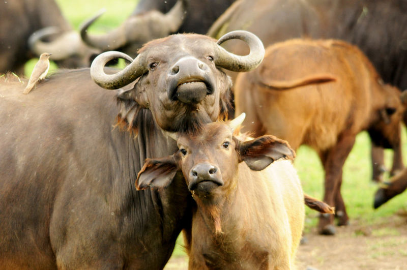 Water buffaloes standing on field
