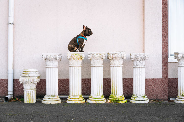 French bulldog dog sitting outdoors on ionic or corinthian column by the wall