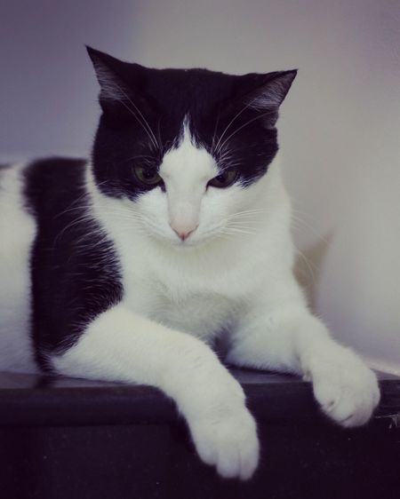 Close-up portrait of cat
