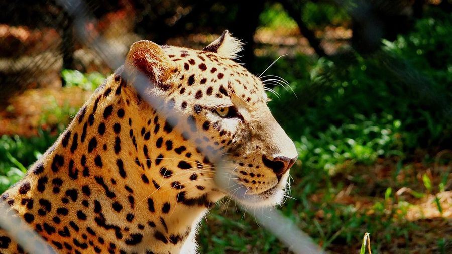 Side view of cheetah at thiruvananthapuram zoo