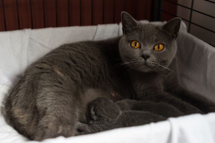 Close-up portrait of cat sitting on sofa