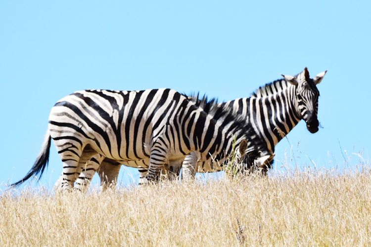 Low angle view of zebras on grassy field against clear blue sky
