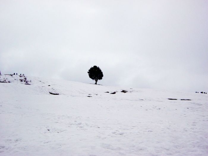Tree on snow covered landscape