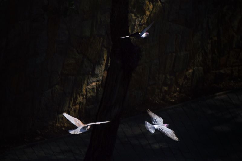 Three birds flying over the street with ligh and shadow