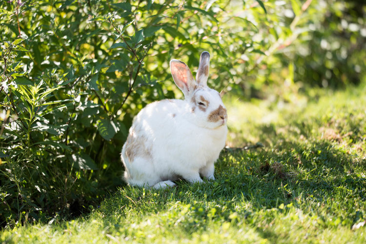 Rabbit in front of bush relaxing on grassy field