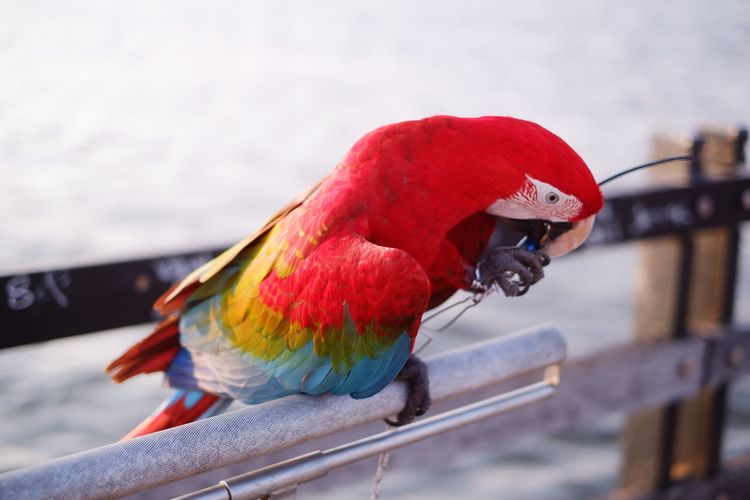 Close-up of parrot perching on railing