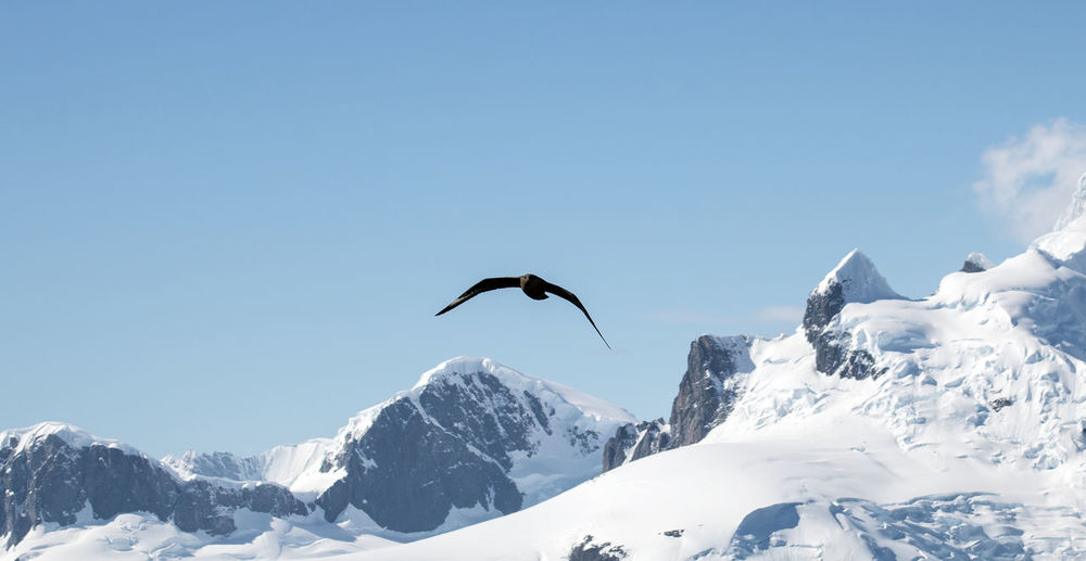 South polar skua flying over the neumayer  channel in antarctica