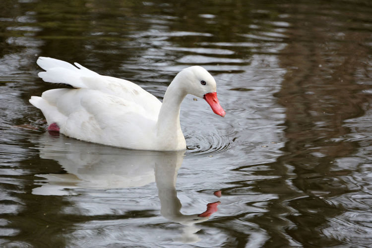 Coscoroba swan swimming on a lake