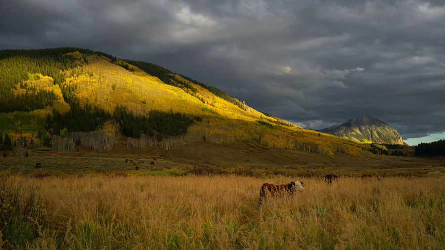 Crested butte with aspen yellow leafs and cows in autumn colorado