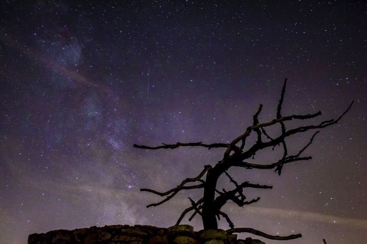 Low angle view of bare tree against star field