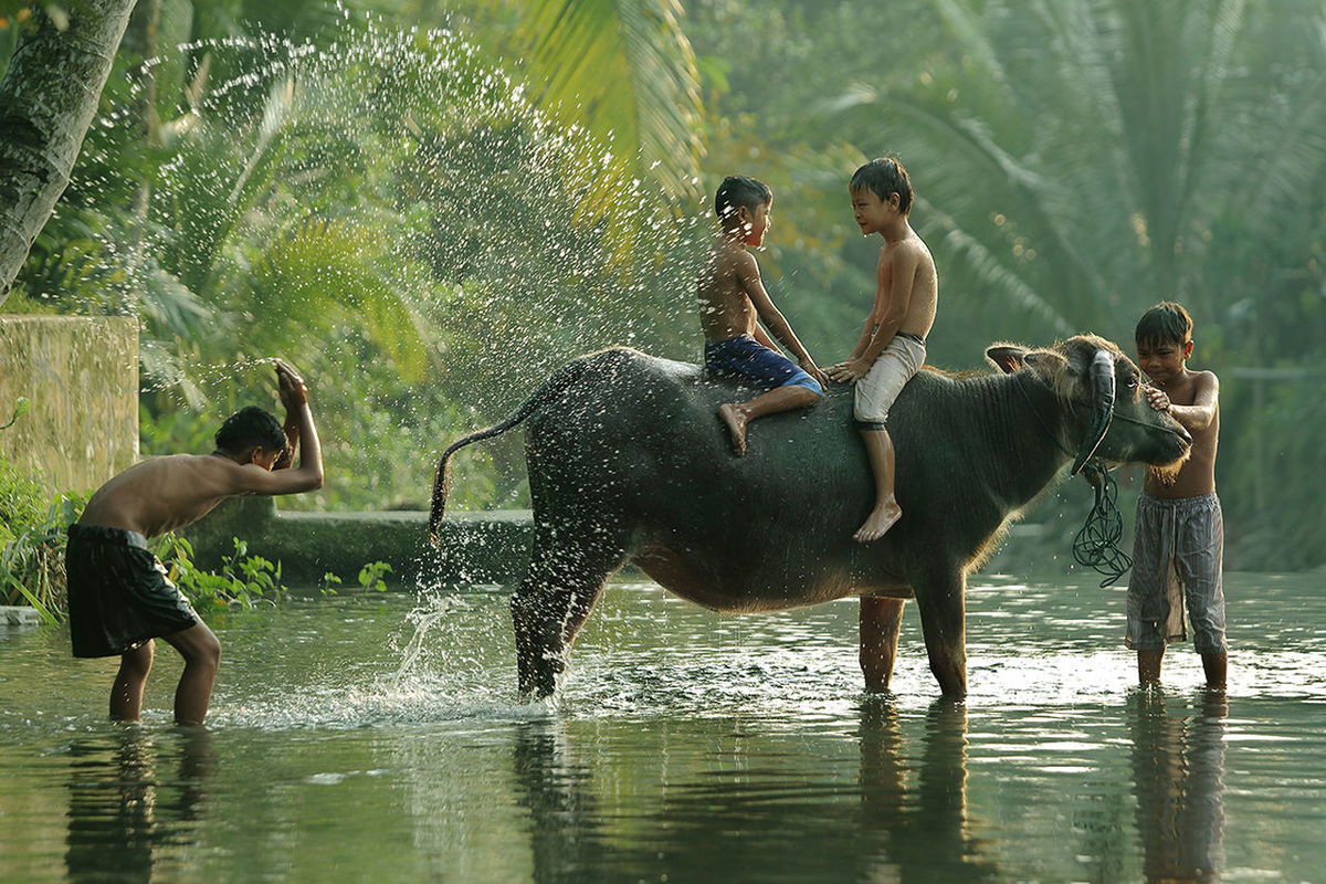 water, animal themes, waterfront, motion, enjoyment, lifestyles, leisure activity, togetherness, two animals, fun, playful, splashing, jumping, running, domestic animals, swimming, playing, nature, wet