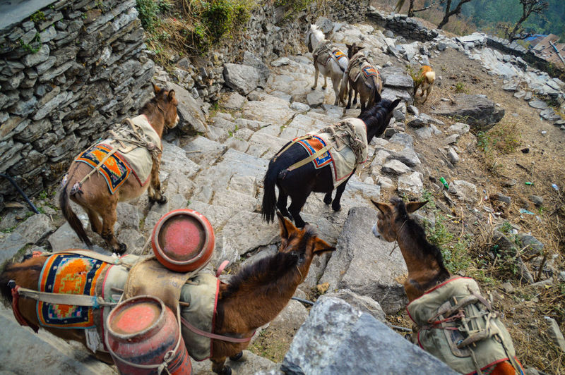 High angle view of donkeys moving down on steps