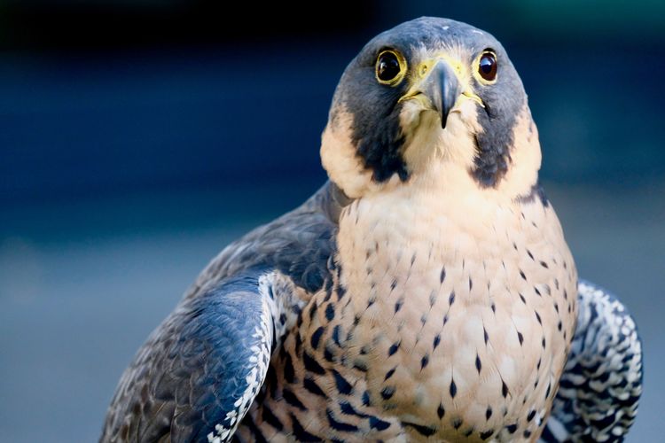 Peregrine falcon - falco peregrinus