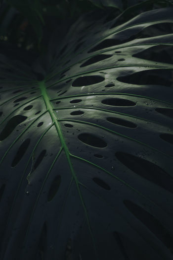 Monstera plant close up