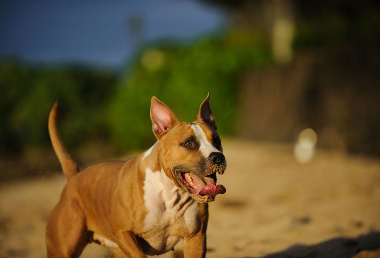 Close-up portrait of dog sticking out tongue