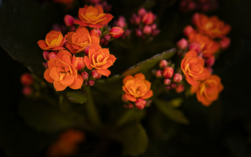 Close-up of flowering plants