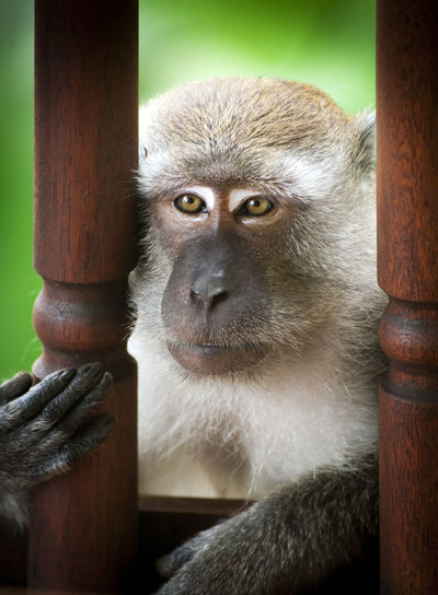 Portrait of monkey on peeking through wooden fence