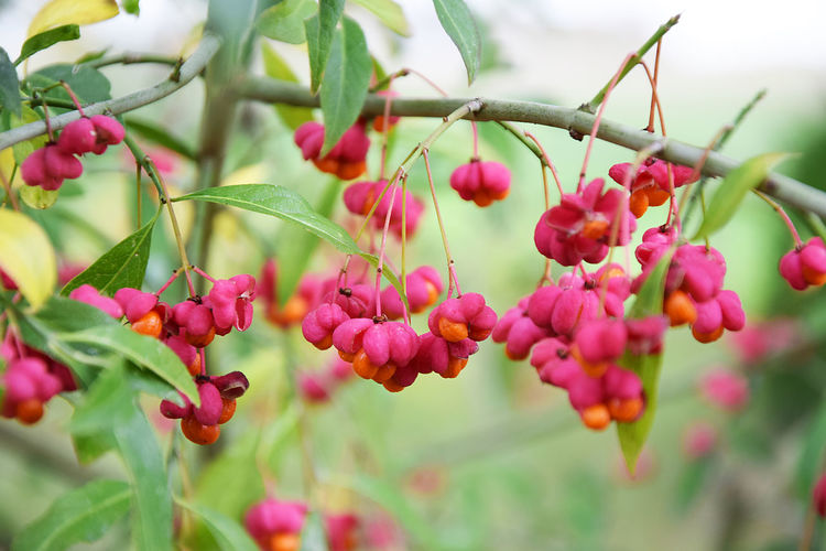 Pink spindle fruits in autumn. spindle it toxic plants
