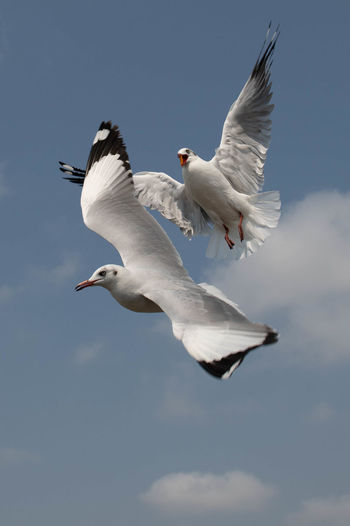 Seagull flying on beautiful blue sky and cloud catching food in the air.
