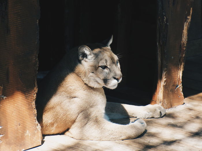 Lion resting in a zoo