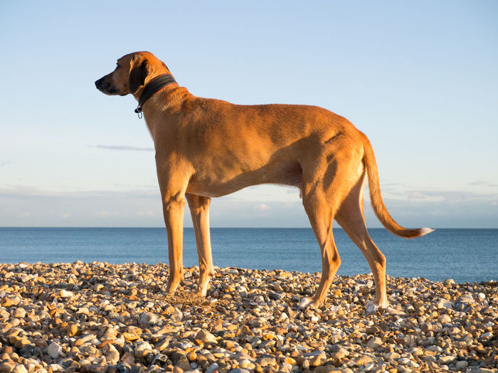 Side view of a red-brown lurcher standing on a pebble beach with the sea and a blue sky behind