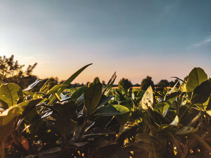 Close-up of fresh plants on field against sky during sunset