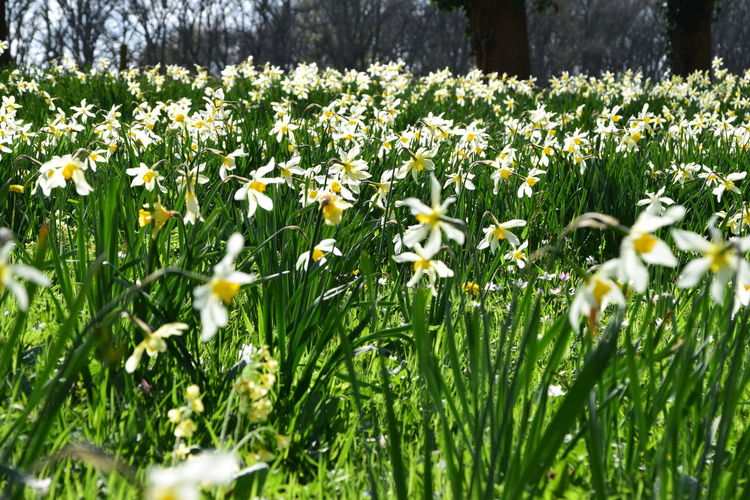 Close-up of white flowering plants on field