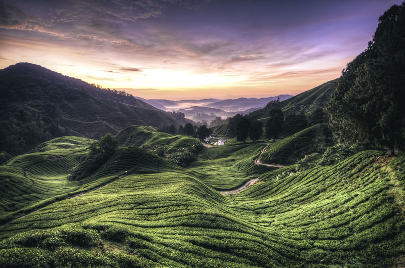 Idyllic shot of tea plantation against sky during sunrise