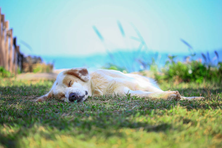 Dog sleeping on grassy field