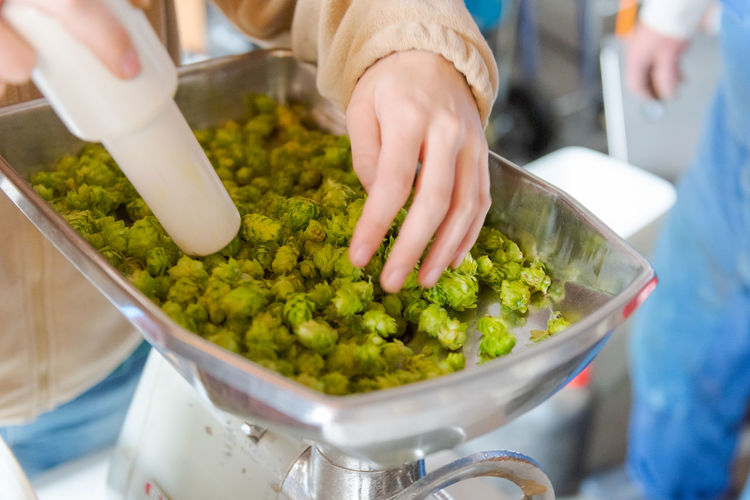 Grinding fresh green hops in meat grinder