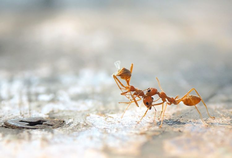 Close-up of ant on ground