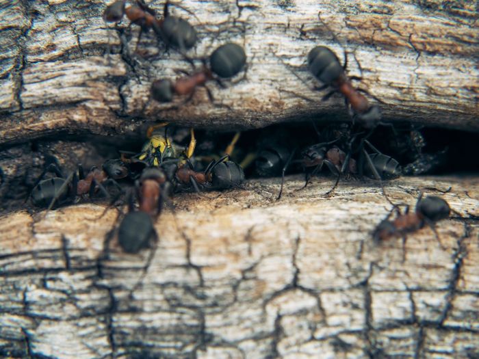 Close-up of insect on wood