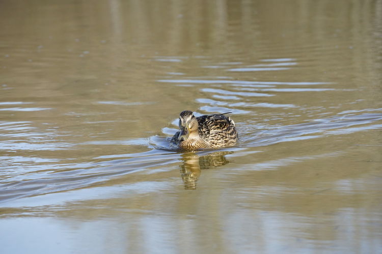 Duck swimming in a lake