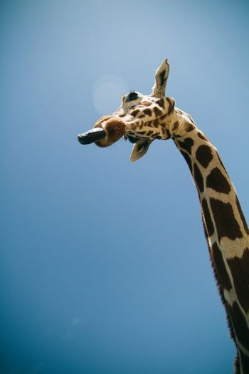 Low angle view of clear blue sky