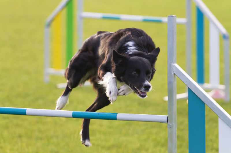 Border collie jumping over an obstacle in an agilty course - focus on the eyes