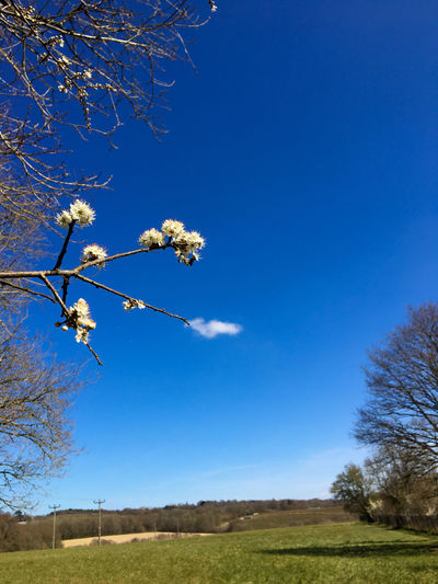 Low angle view of flowering trees on field against blue sky