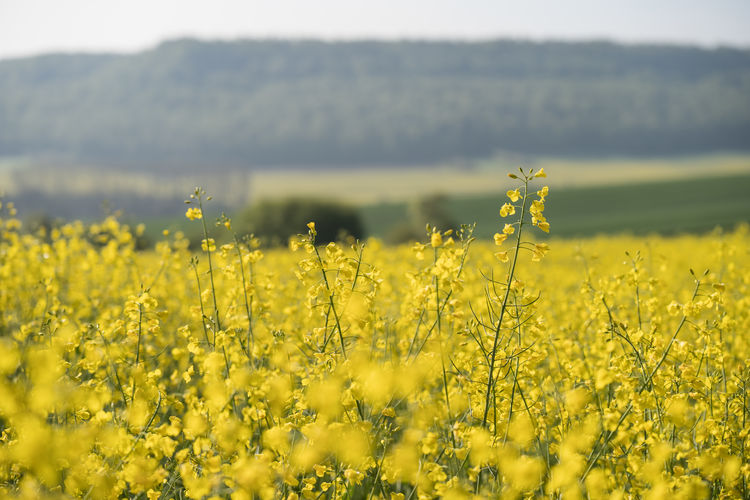yellow