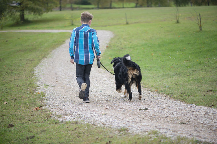 Rear view of boy walking with bernese mountain dog. friendship of teenager with pet.