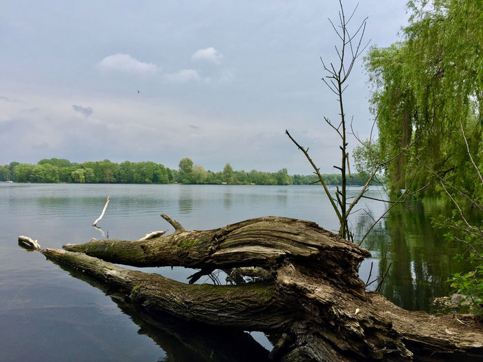 Driftwood on tree trunk by lake against sky