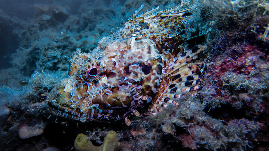 Close-up of  scorpionfish in sea