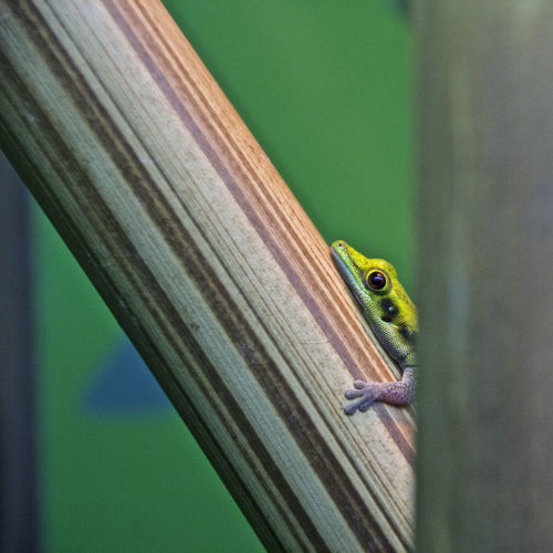 Lizard on wooden post