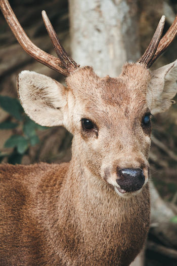 Close-up portrait of deer