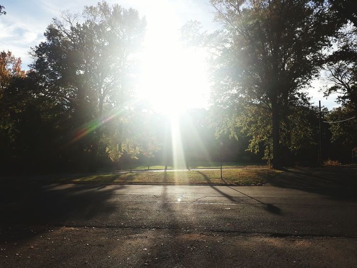 Sun shining through trees