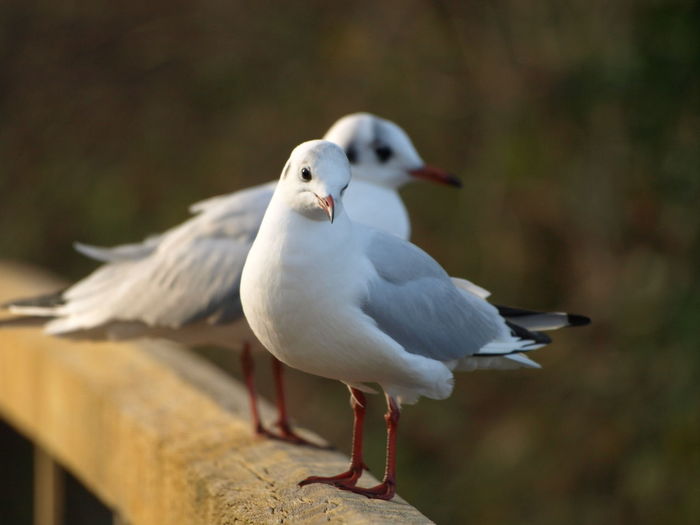 Close-up of seagull perching on wooden post