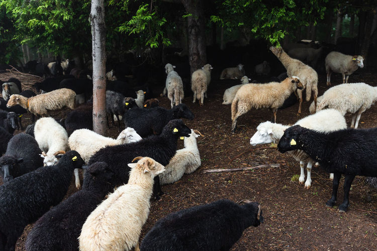 Overview of white and black sheeps in corral in forest of madeira island, portugal
